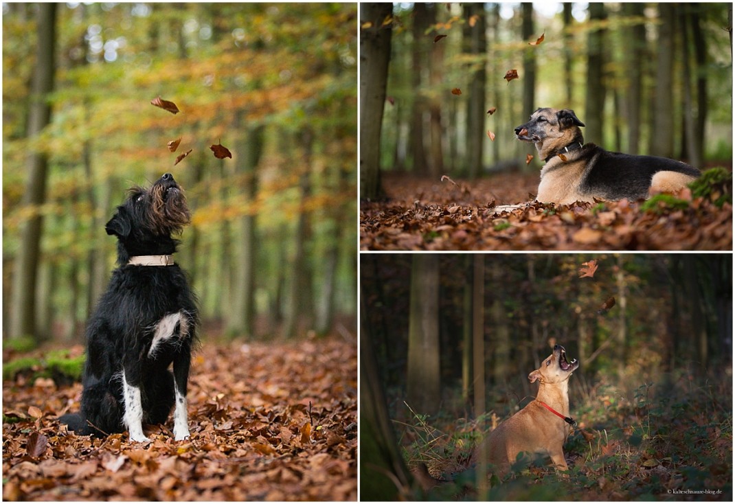 Kalte Schnauze Hundeblog | Hunde-Herbst-Fotos mit Blättern