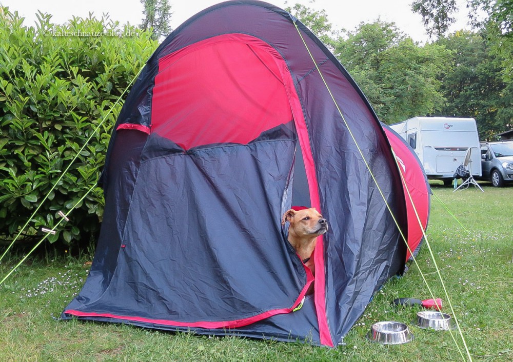 Kalte Schnauze Hundeblog Camping mit Hund im Zelt Tricks und Kniffe