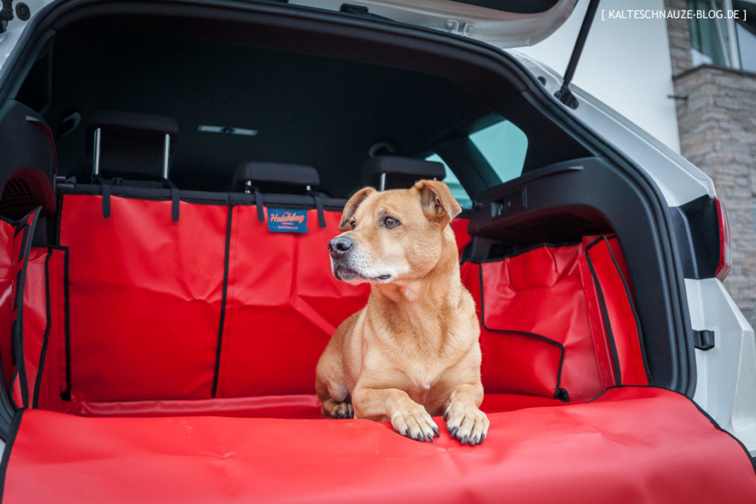Getestet im Seat Ateca: Der Kofferraumschutz für Hunde von The Hatchbag  Company